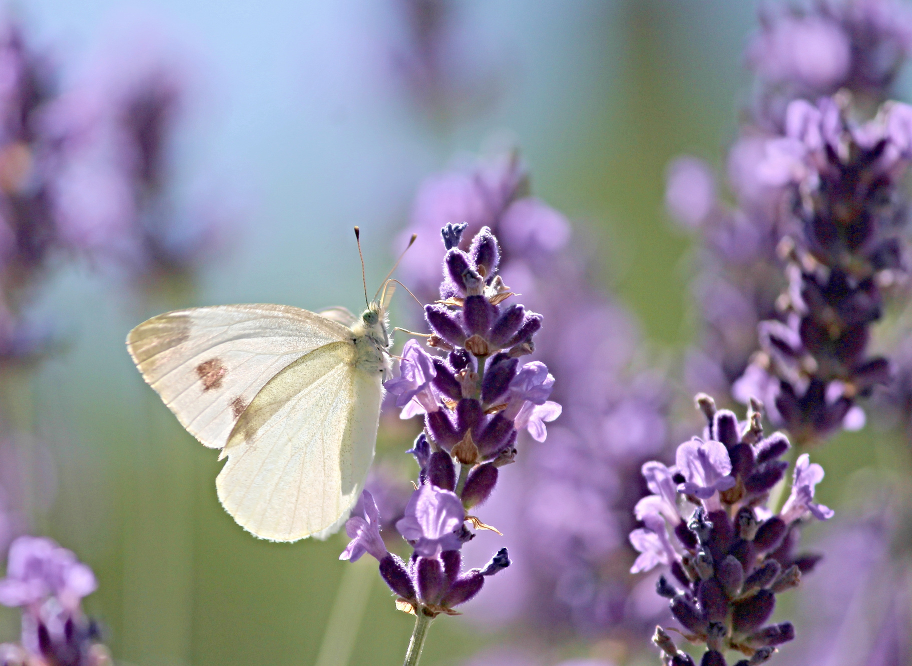 Butterfly on a Lavender Flower