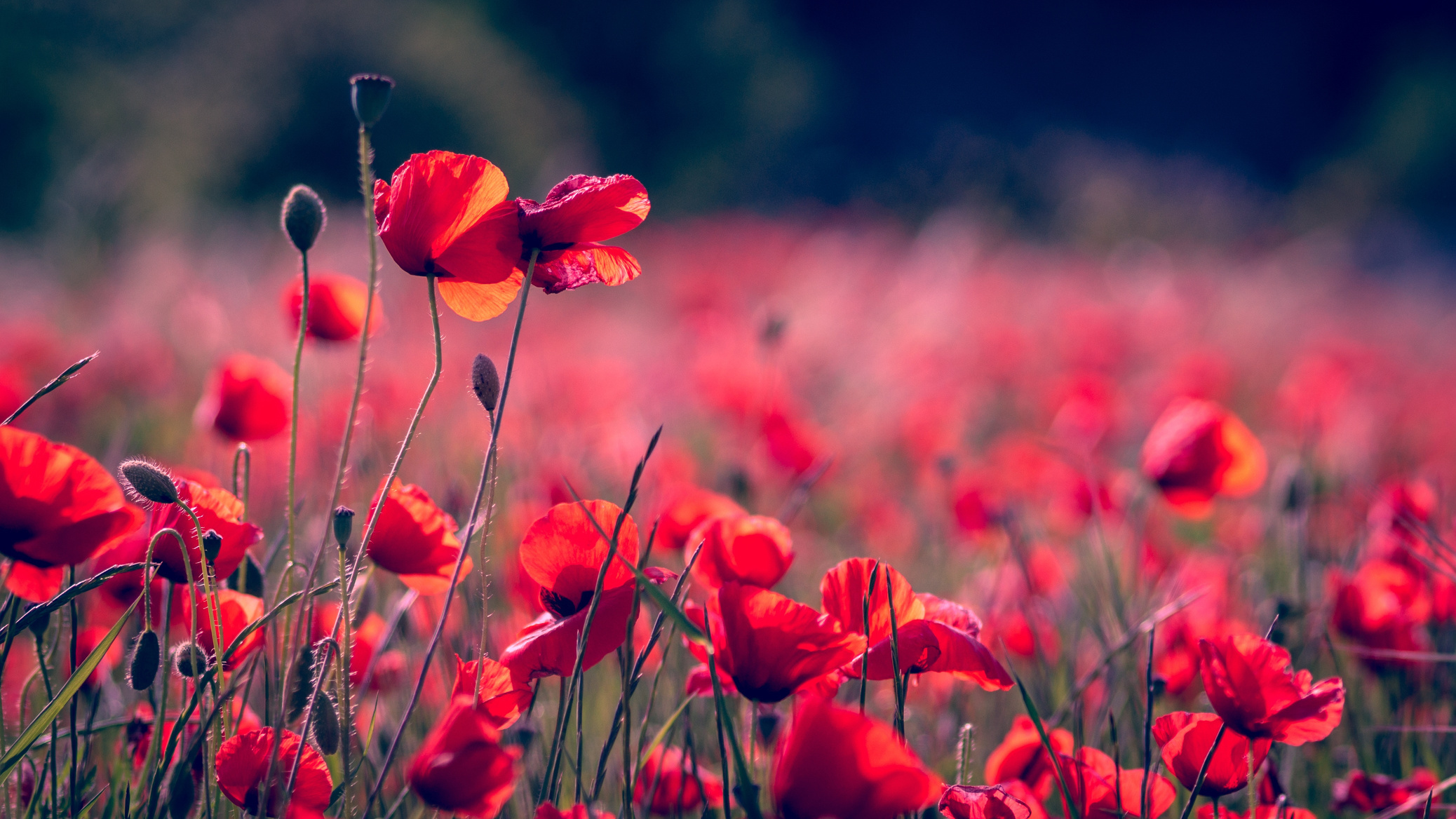 Poppies in the Field