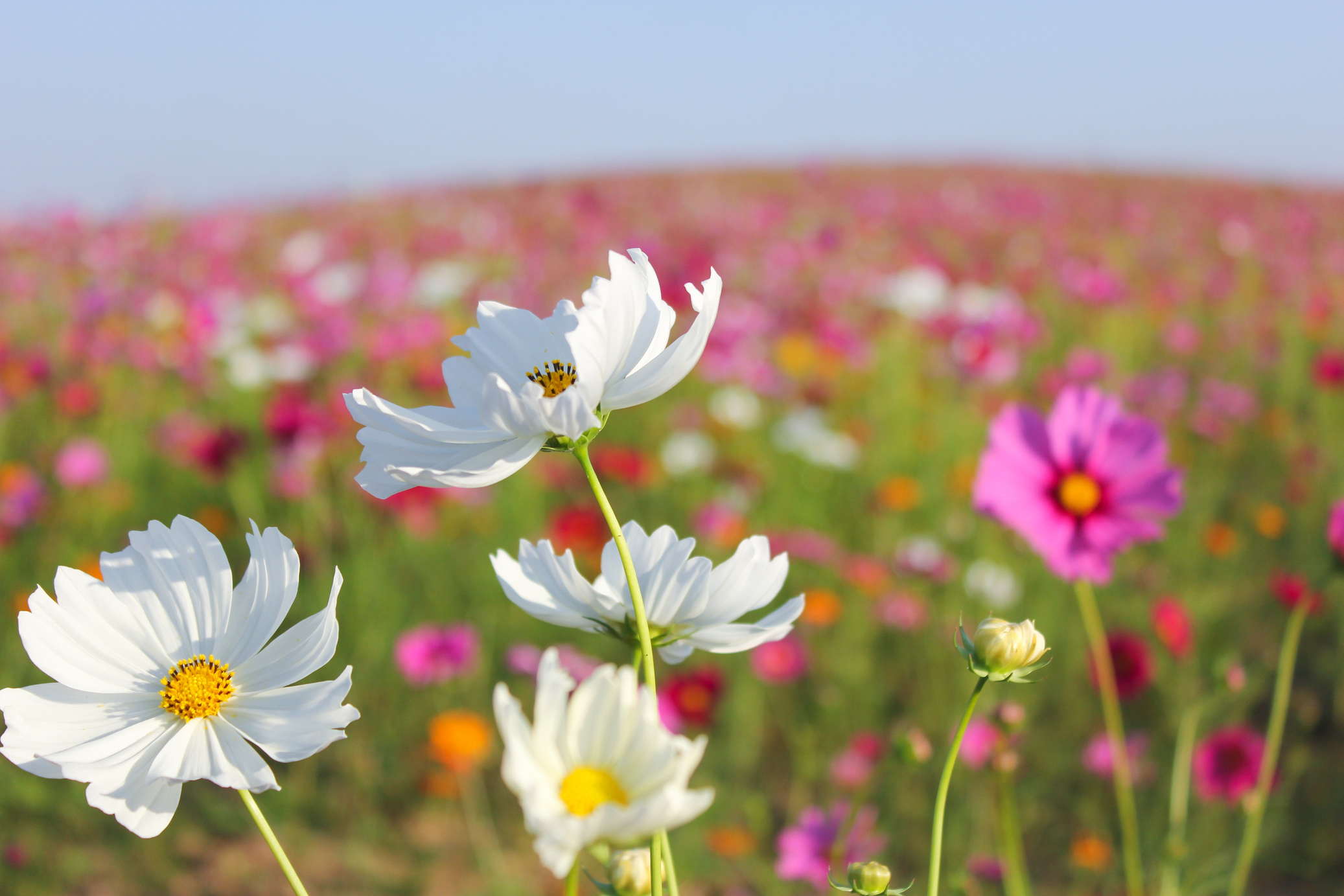 Field of Flowers